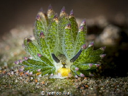Costasiella kuroshimae
Tulamben, Bali by Yeehoo Wai 